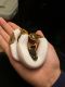 Ball Python Reptiles for sale in Huntington Beach, CA, USA. price: $400