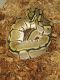 Ball Python Reptiles for sale in Fremont, OH 43420, USA. price: $90