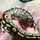 Ball Python Reptiles for sale in Kansas City, MO, USA. price: $200