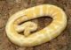 Ball Python Reptiles for sale in San Diego County, CA, USA. price: $350