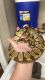 Ball Python Reptiles for sale in Spruce Pine, NC 28777, USA. price: NA