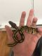 Ball Python Reptiles for sale in Orange County, CA, USA. price: $200
