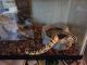 Ball Python Reptiles for sale in Topeka, KS 66603, USA. price: NA