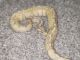 Ball Python Reptiles for sale in Mooresville, NC, USA. price: $650