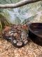 Ball Python Reptiles for sale in Crossville, TN, USA. price: $300
