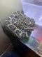 Ball Python Reptiles for sale in Baltimore, MD 21218, USA. price: $600