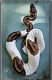 Ball Python Reptiles for sale in Lincoln, CA 95648, USA. price: $100,000