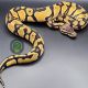 Ball Python Reptiles for sale in Eagle Mountain, UT 84043, USA. price: $888