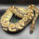 Ball Python Reptiles for sale in Eagle Mountain, UT 84043, USA. price: NA