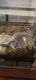 Ball Python Reptiles for sale in Fort Worth, TX, USA. price: $125