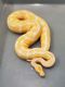 Ball Python Reptiles for sale in 165 Lakewood Dr, Jacksonville, NC 28546, USA. price: NA