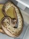 Ball Python Reptiles for sale in 8 Lucille Dr, South Setauket, NY 11720, USA. price: NA
