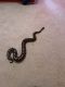 Ball Python Reptiles for sale in Vancouver, WA, USA. price: $200