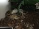Ball Python Reptiles for sale in Spring Hill, FL 34610, USA. price: $500
