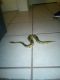 Ball Python Reptiles for sale in Tucson, Arizona. price: $175