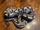 Ball Python Reptiles for sale in Colorado Springs, Colorado. price: $100