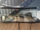 Ball Python Reptiles for sale in Pembroke Pines, Florida. price: NA
