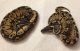 Ball Python Reptiles for sale in Queens Village, Queens, NY, USA. price: NA
