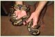 Ball Python Reptiles for sale in San Diego, CA, USA. price: NA