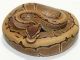Ball Python Reptiles for sale in Baton Rouge, LA, USA. price: NA