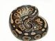 Ball Python Reptiles for sale in Baton Rouge, LA, USA. price: $189