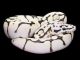 Ball Python Reptiles for sale in FL-436, Casselberry, FL, USA. price: NA