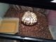 Ball Python Reptiles for sale in Elkhorn, WI 53121, USA. price: NA