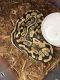 Ball Python Reptiles for sale in Staunton, VA 24401, USA. price: NA