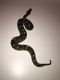 Ball Python Reptiles for sale in Staunton, VA 24401, USA. price: NA
