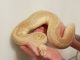 Ball Python Reptiles for sale in Los Angeles, CA 90001, USA. price: NA