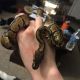 Ball Python Reptiles for sale in Fresno, CA 93720, USA. price: NA