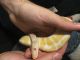 Ball Python Reptiles for sale in Boise, ID, USA. price: NA