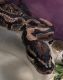 Ball Python Reptiles for sale in Ocala, FL, USA. price: $200