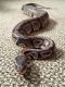 Ball Python Reptiles for sale in Medical Springs, OR 97814, USA. price: $80