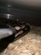Ball Python Reptiles for sale in Zanesville, OH 43701, USA. price: NA