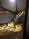 Ball Python Reptiles for sale in Greenwood, IN, USA. price: NA