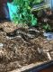Ball Python Reptiles for sale in Statesboro, GA, USA. price: $250