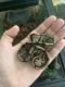 Ball Python Reptiles for sale in Mobile, AL 36613, USA. price: $100