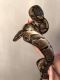 Ball Python Reptiles for sale in Littleton, CO 80122, USA. price: $200