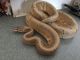 Ball Python Reptiles for sale in Killeen, TX, USA. price: $300