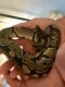Ball Python Reptiles for sale in Tarpon Springs, FL, USA. price: NA