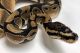 Ball Python Reptiles for sale in Topeka, KS, USA. price: NA