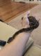 Ball Python Reptiles for sale in Lutherville-Timonium, MD 21093, USA. price: NA