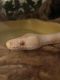 Ball Python Reptiles for sale in Manchester, NH 03101, USA. price: $50
