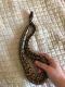 Ball Python Reptiles for sale in Jarrell, TX, USA. price: NA