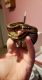 Ball Python Reptiles for sale in Muncie, IN, USA. price: $190