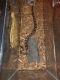 Ball Python Reptiles for sale in 705 Gray Ave, Durham, NC 27701, USA. price: NA