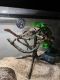 Ball Python Reptiles for sale in New Ulm, MN 56073, USA. price: NA