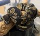 Ball Python Reptiles for sale in 13002 Southern Creek Dr, Pearland, TX 77584, USA. price: NA