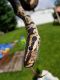 Ball Python Reptiles for sale in Rockford, IL, USA. price: $100